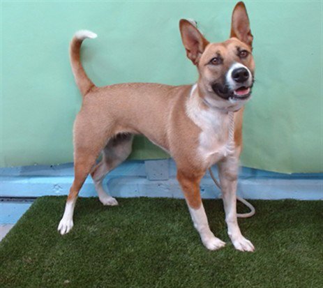 DAISY MAY - German Shepherd Dog / Basenji for adoption in Torrance