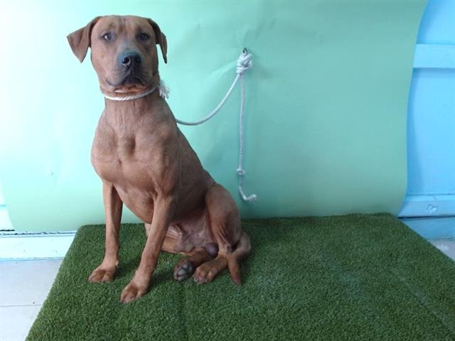 BINGO - Labrador Retriever / Rhodesian Ridgeback available for adoption