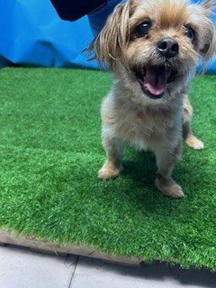 KASH - Shih Tzu available for adoption