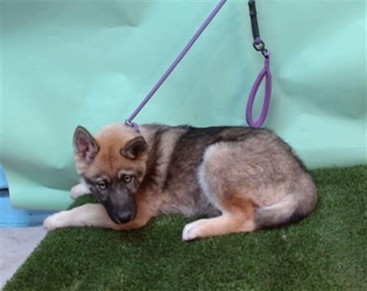 A5754302 - Siberian Husky / German Shepherd Dog available for adoption