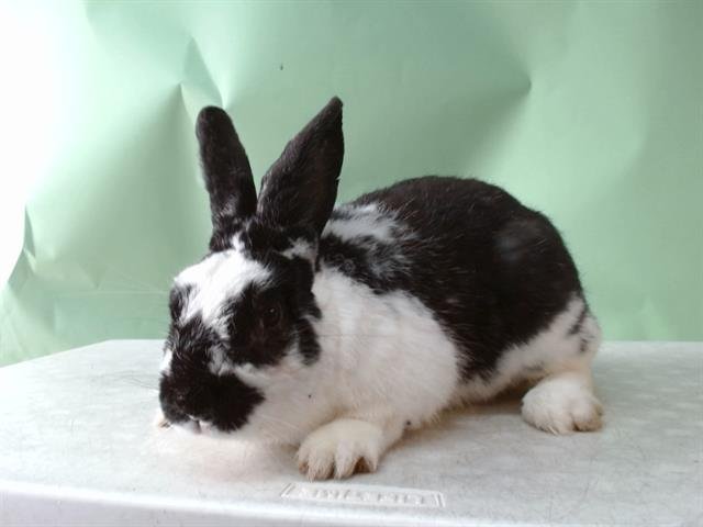 DASH - Shorthaired Rabbit available for adoption