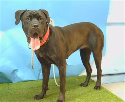 A5806419 - Mastiff / American Bulldog available for adoption