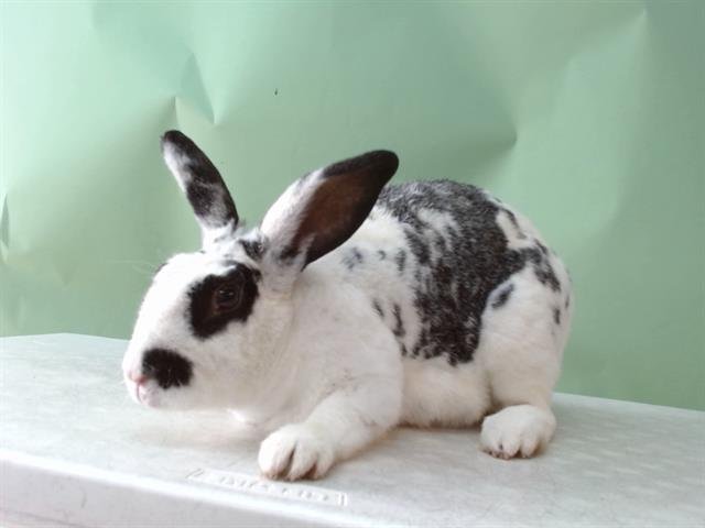 JUNO - Shorthaired Rabbit available for adoption