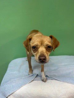 A5760874 - Chihuahua / Miniature Pinscher available for adoption