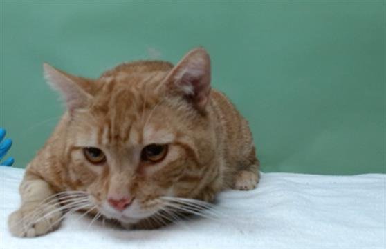 BOLI - Domestic Medium Hair available for adoption