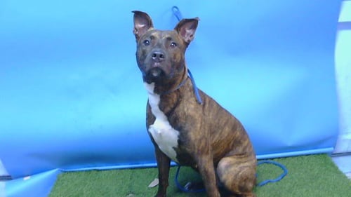 CYNTHIA - Pit Bull Terrier available for adoption