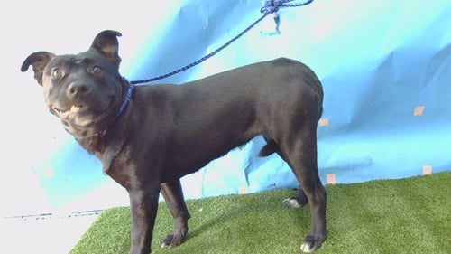 LEAH - Pit Bull Terrier available for adoption