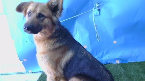 TESSA - German Shepherd Dog available for adoption