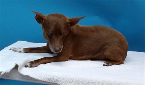 A5763015 - Chihuahua available for adoption