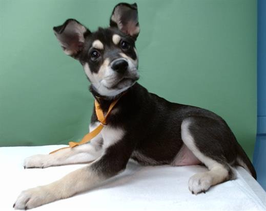 KYLO - Siberian Husky available for adoption