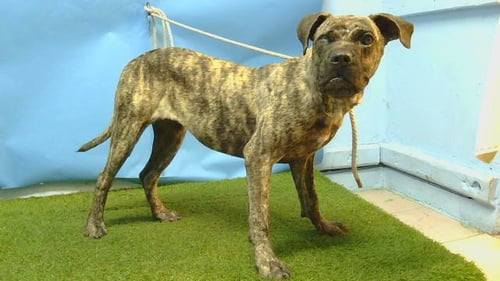 A5797965 - Cane Corso Mastiff available for adoption