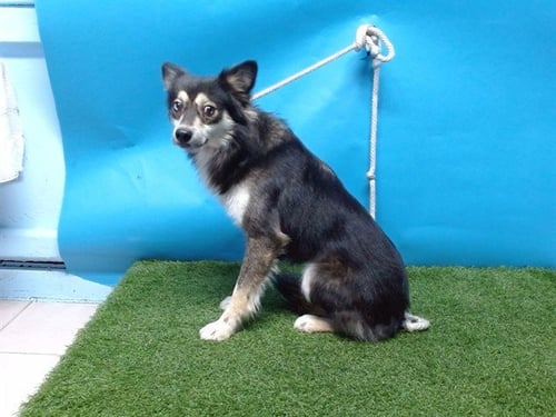 A5766494 - Shetland Sheepdog Sheltie available for adoption