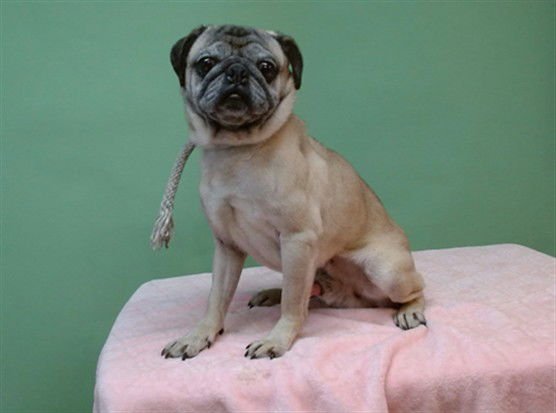 CHOPS - Pug available for adoption