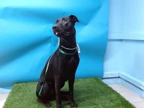 BUCKLEY - German Shepherd Dog for adoption in Torrance