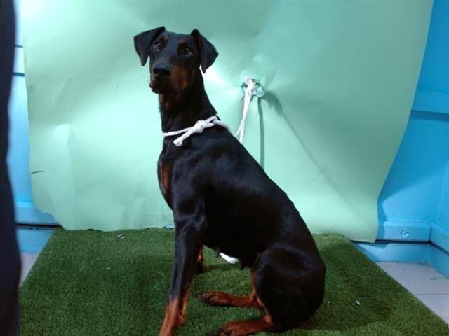 SELINA - Doberman Pinscher available for adoption