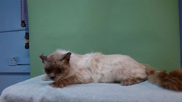 SKITTLES - Domestic Short Hair available for adoption