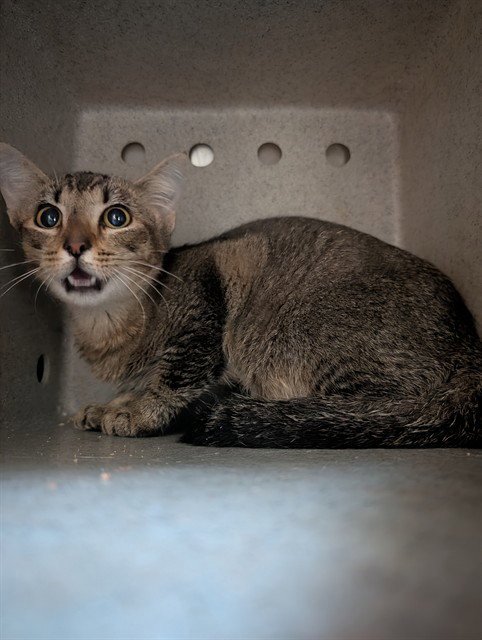 CARMEN - Domestic Short Hair available for adoption
