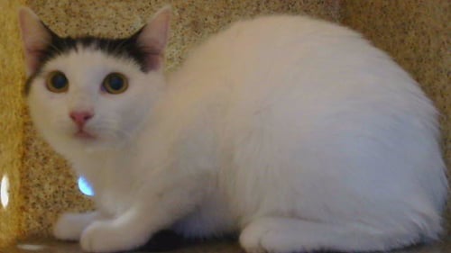 A5797082 - Domestic Short Hair available for adoption