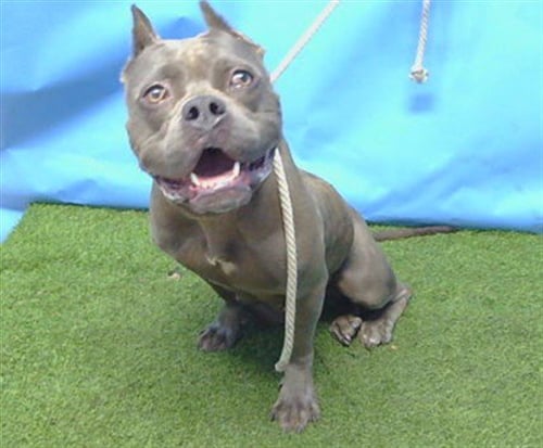 A5796912 - Pit Bull Terrier available for adoption