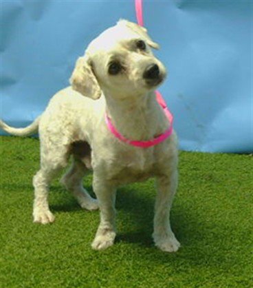 A5796232 - Poodle (Miniature) available for adoption