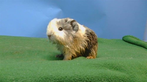 A5778444 - Guinea Pig available for adoption