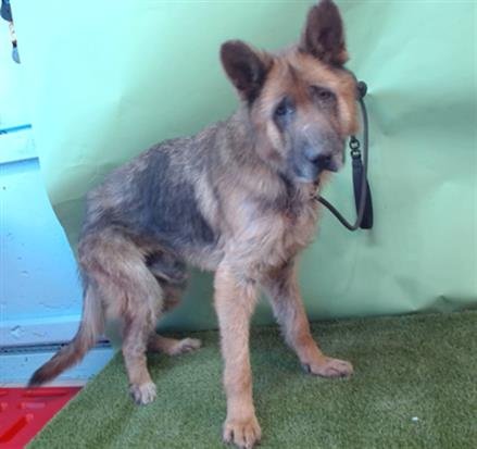KAPONO - German Shepherd Dog available for adoption