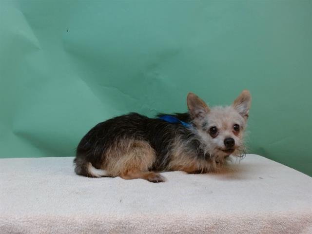 JACK - Yorkshire Terrier Yorkie available for adoption