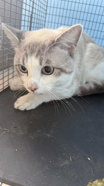 CORY - Domestic Short Hair available for adoption