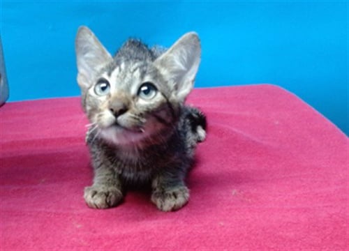 FRECKLES - Domestic Short Hair available for adoption