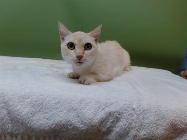 PUDDIN - Munchkin available for adoption