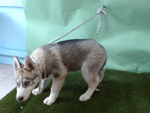 A5754305 - Siberian Husky / German Shepherd Dog available for adoption