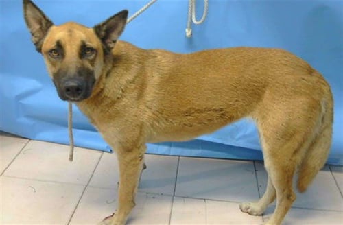 A5796941 - German Shepherd Dog / Belgian Shepherd Malinois available for adoption
