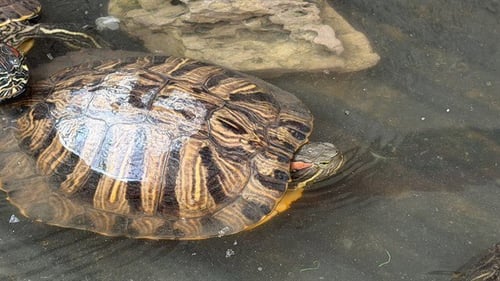 A5765175 - Turtle available for adoption