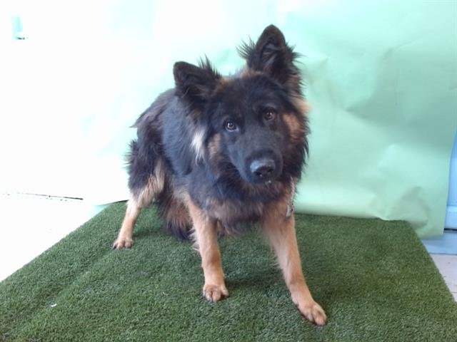 KAI - German Shepherd Dog available for adoption