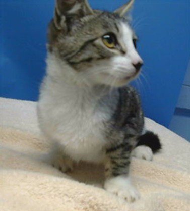 A5796642 - Domestic Short Hair available for adoption