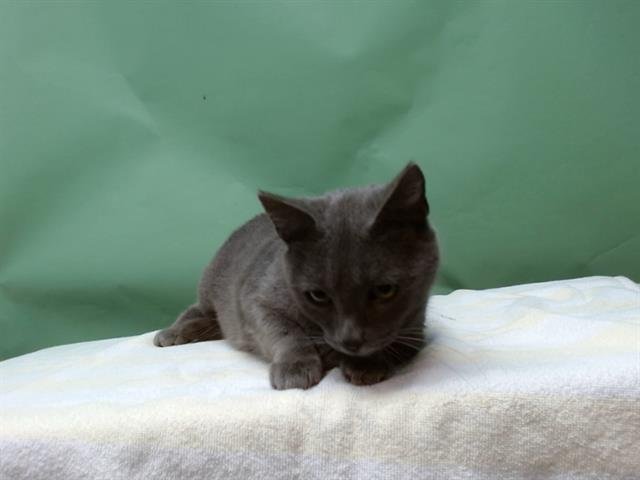 NORA - Domestic Short Hair available for adoption