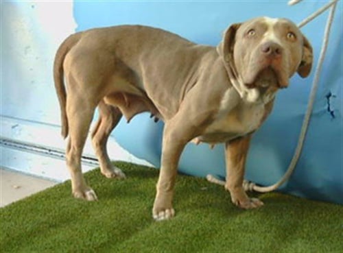 JULES - Pit Bull Terrier for adoption in Torrance