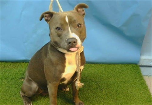 A5792727 - Pit Bull Terrier available for adoption