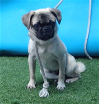 A5764853 - Pug available for adoption