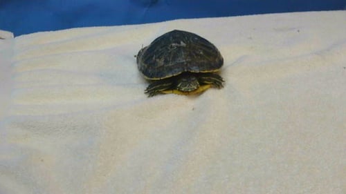 A5803434 - Turtle available for adoption