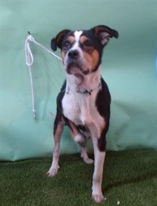 A5753360 - Beagle available for adoption