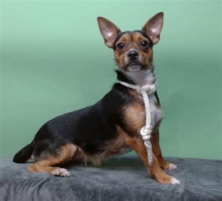 LITTLE GURL - Terrier available for adoption