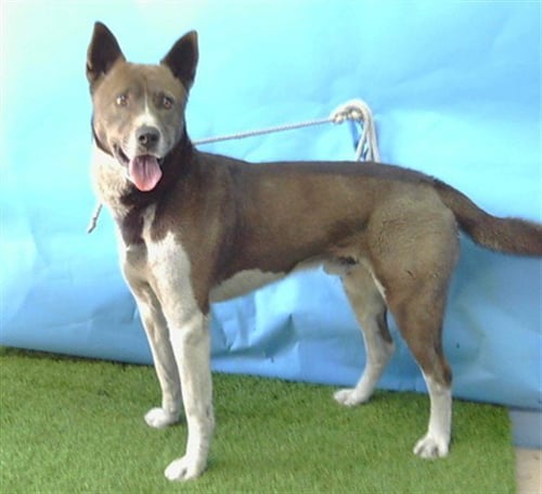 PEEWEE - German Shepherd Dog available for adoption