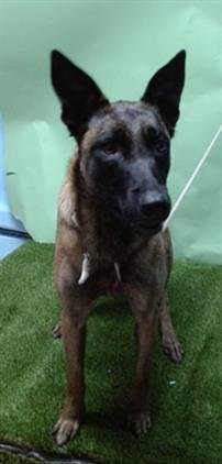 DELTA - Belgian Shepherd Malinois available for adoption