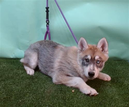 A5754299 - Siberian Husky / German Shepherd Dog available for adoption