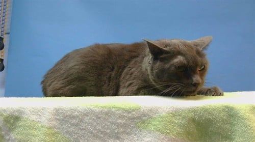BLUE - Domestic Short Hair available for adoption