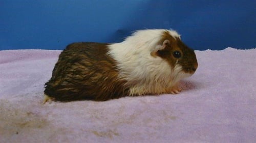 A5778424 - Guinea Pig available for adoption