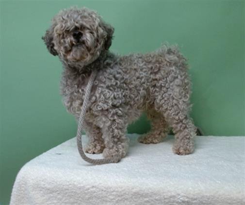 A5746499 - Poodle (Miniature) available for adoption