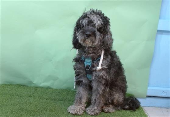 PEPPA - Poodle (Miniature) available for adoption