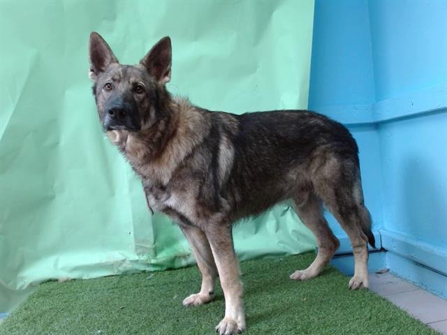 CARSON - German Shepherd Dog available for adoption